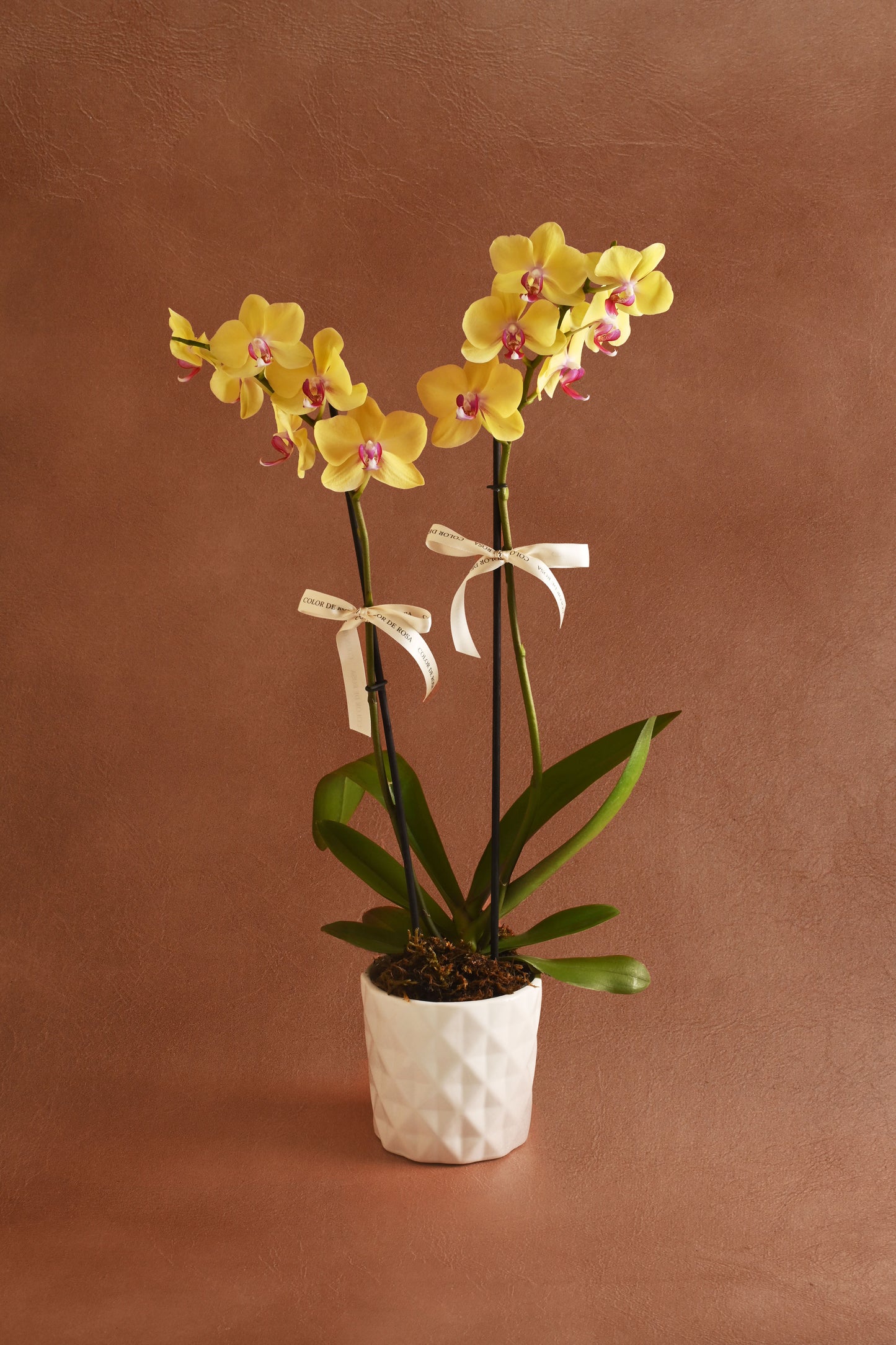 Orquídea Amarilla
