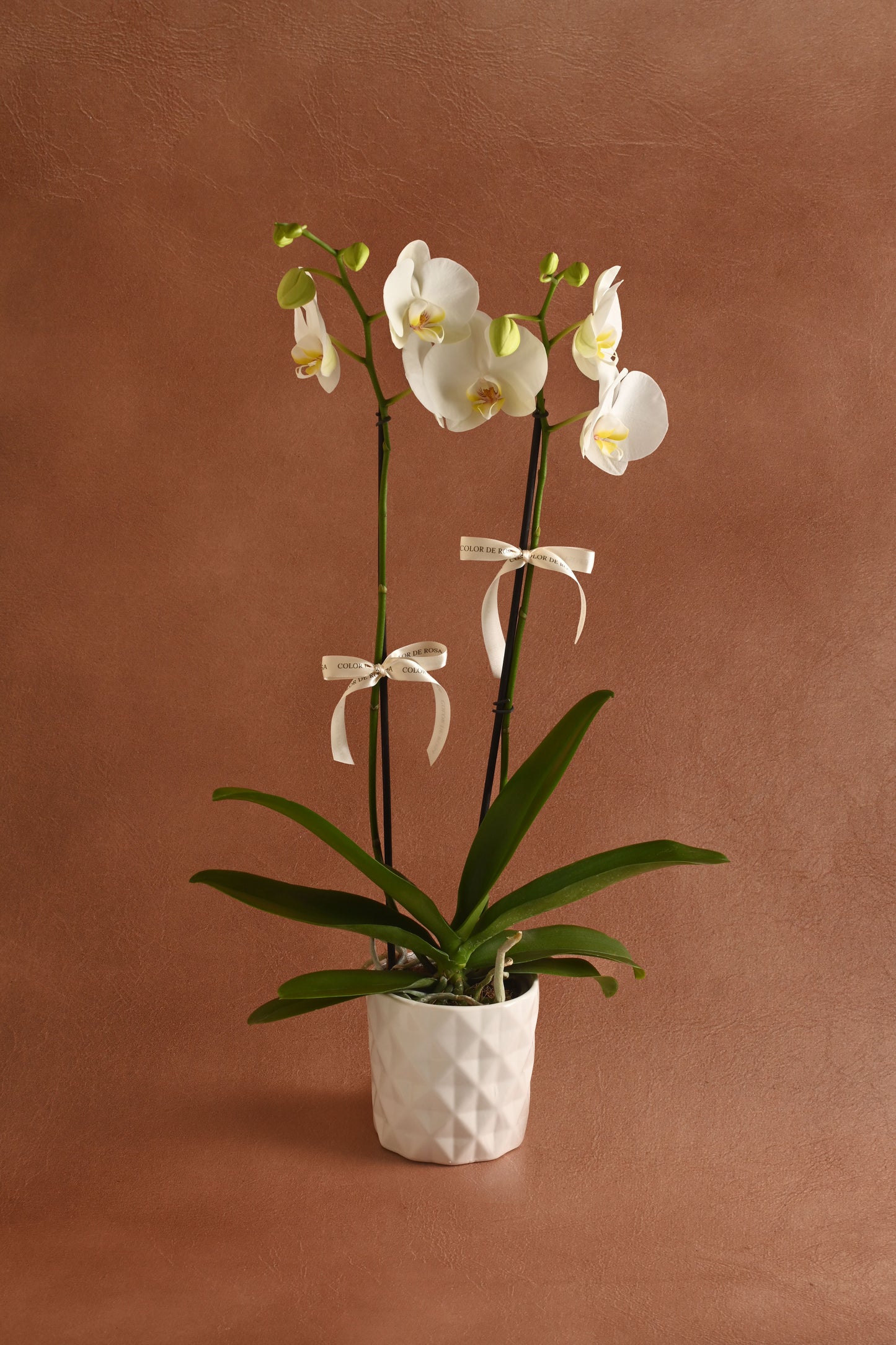 Orquídea Blanca