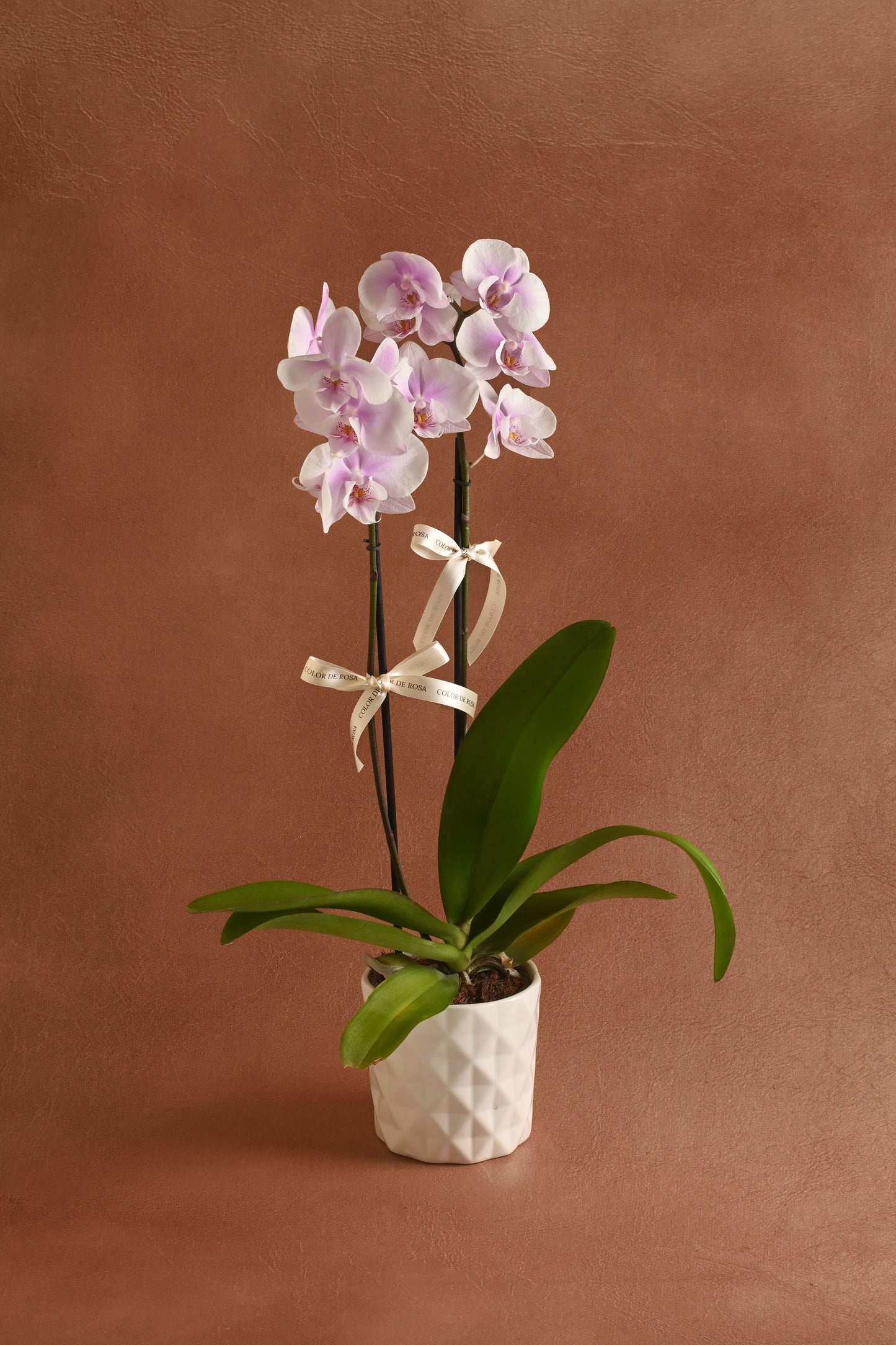 Orquídea Lila