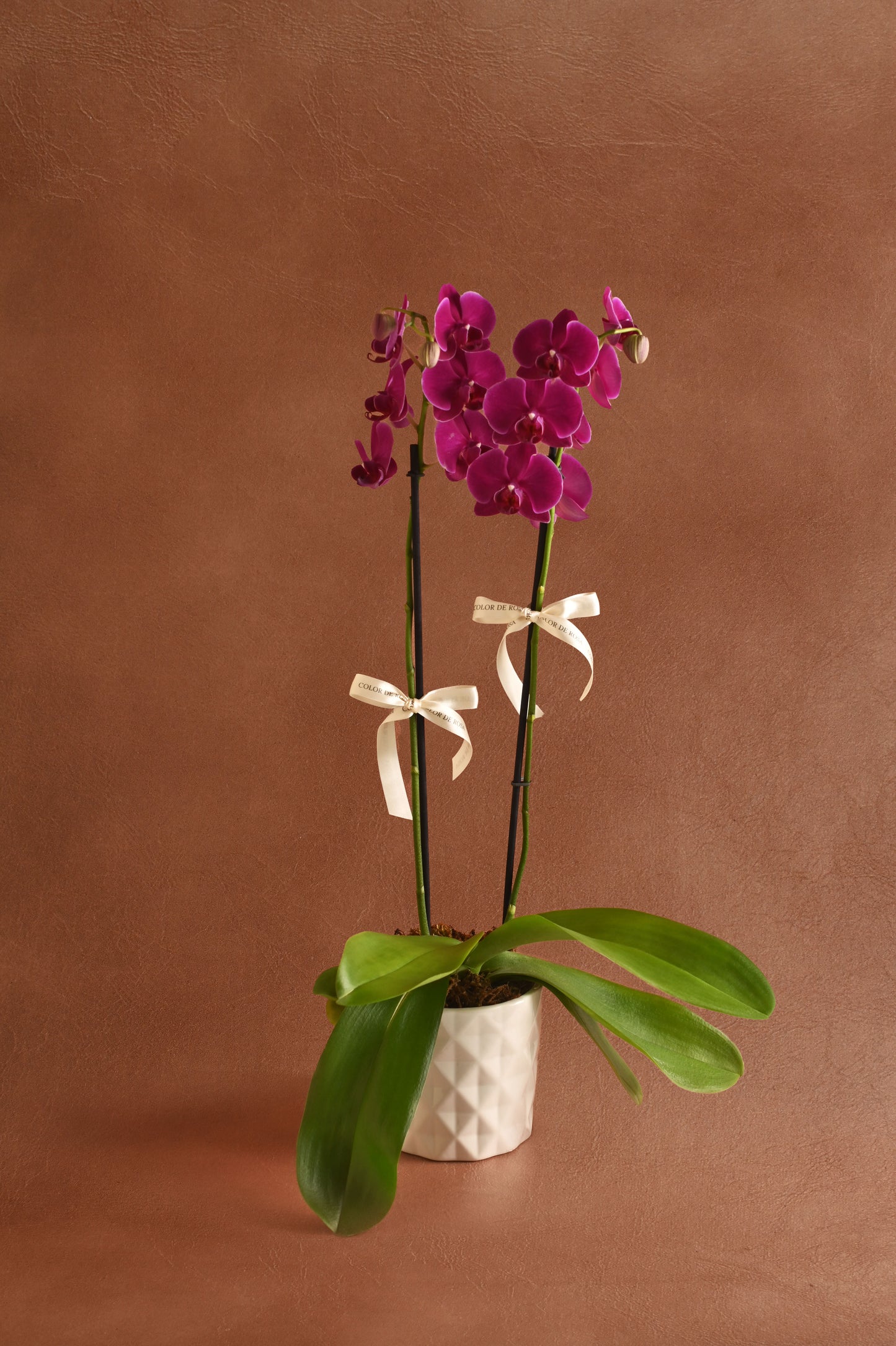 Orquídea Morada