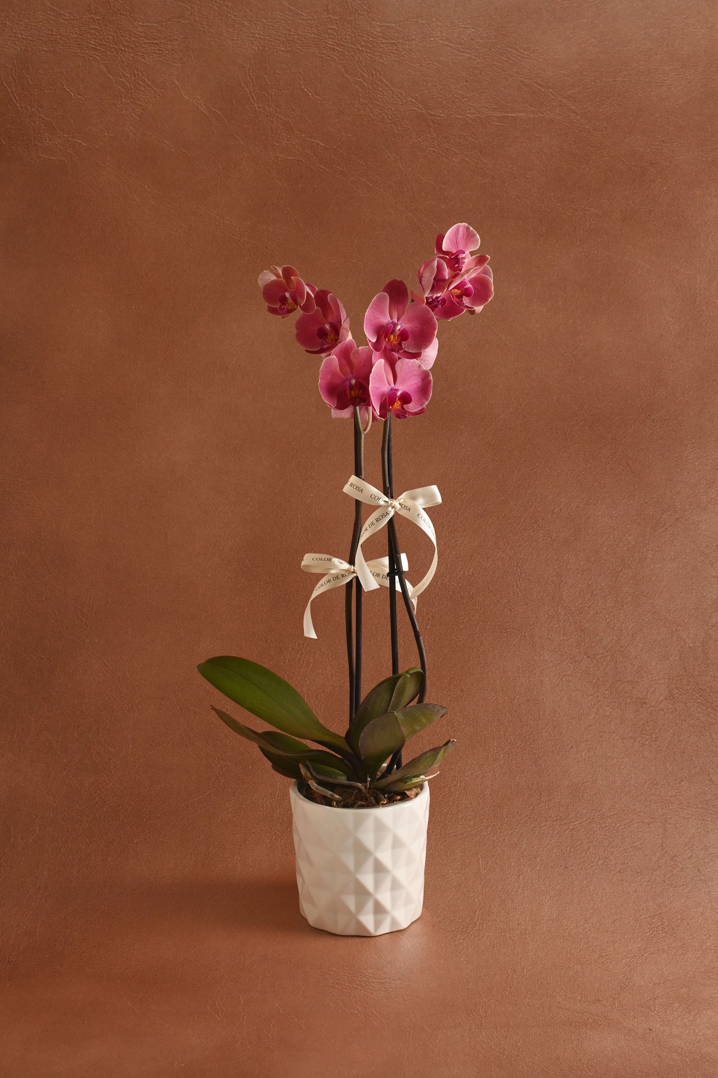 Orquídea Rosa