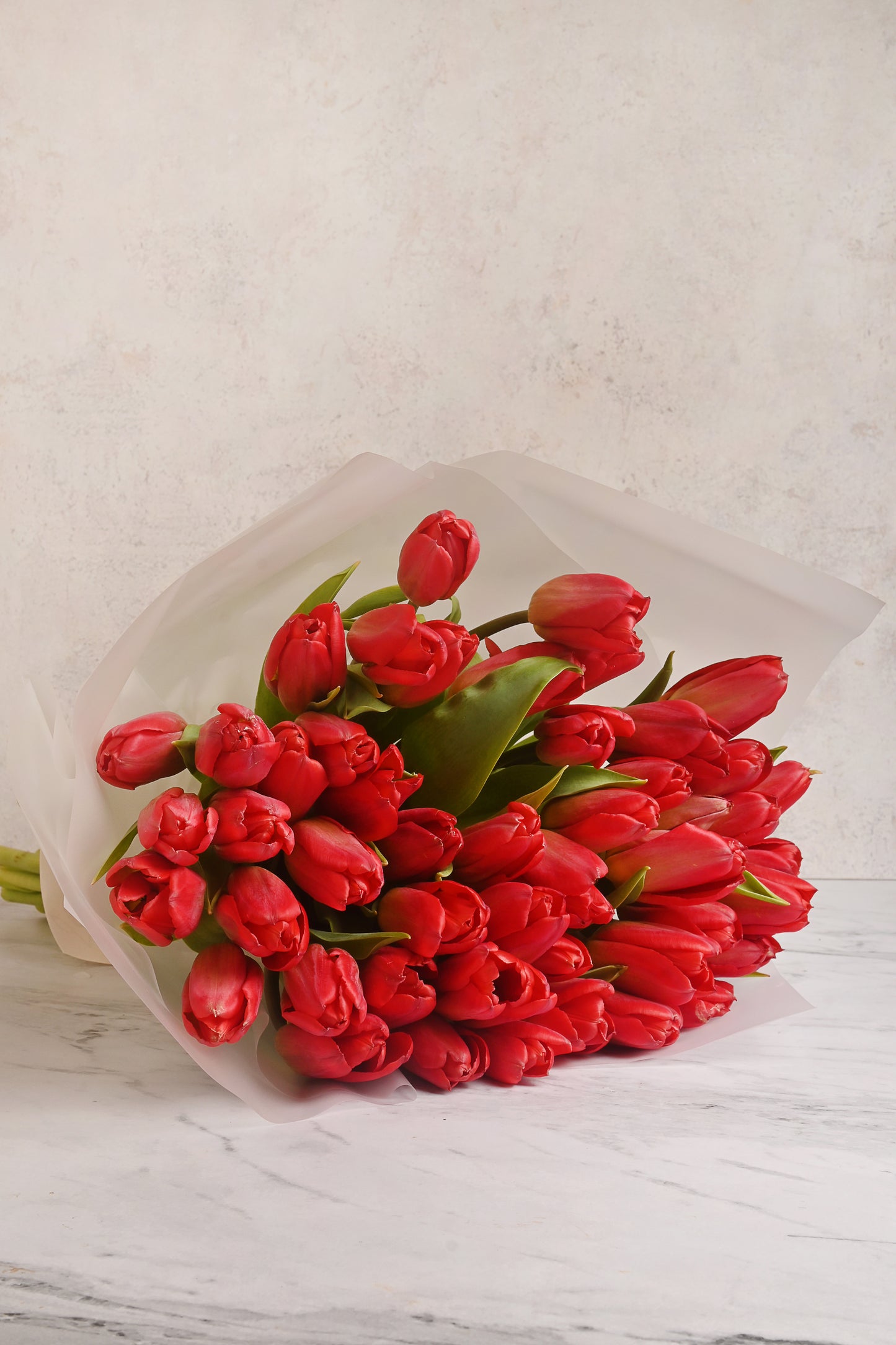 Tulipan Rojo